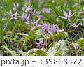 カタクリの花 139868372