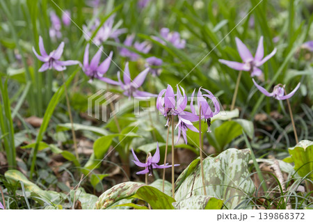 カタクリの花 カタクリの花 139868372