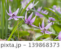 カタクリの花 139868373