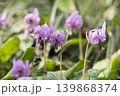 カタクリの花 139868374
