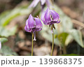 カタクリの花 139868375