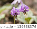 カタクリの花 139868376