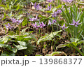 カタクリの花 139868377