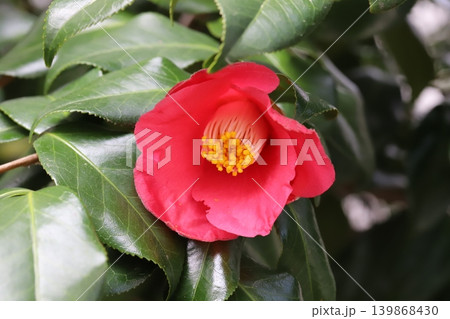 早春の庭に咲く赤いツバキの花 139868430