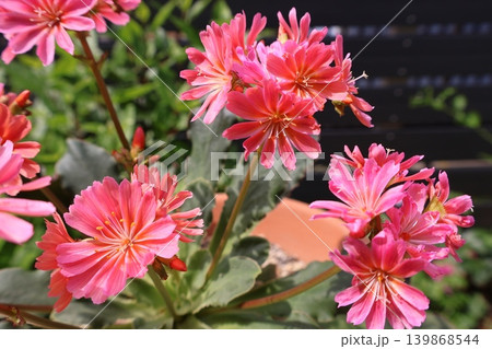 オレンジ色のレウイシアの花 オレンジ色のレウイシアの花 139868544