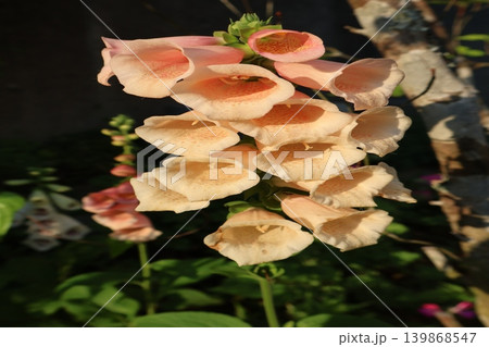 花壇に咲くアプリコット色のジギタリス 花壇に咲くアプリコット色のジギタリス 139868547