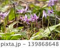 カタクリの花 139868648