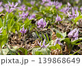カタクリの花 139868649