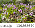 カタクリの花 139868650