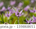カタクリの花 139868651