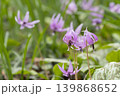 カタクリの花 139868652