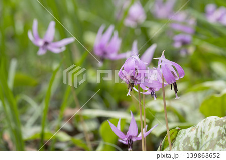 カタクリの花 139868652