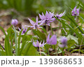 カタクリの花 139868653
