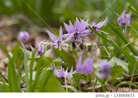 カタクリの花 139868653