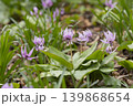 カタクリの花 139868654
