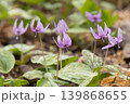 カタクリの花 139868655