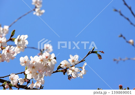 都市風景 川崎駅周辺 桜並木 都市風景 川崎駅周辺 桜並木 139869001
