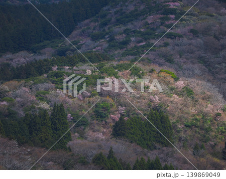 元箱根の山桜 139869049