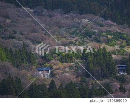 元箱根の山桜 元箱根の山桜 139869050