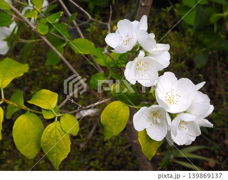 白いウツギの花_1 白いウツギの花_1 139869137