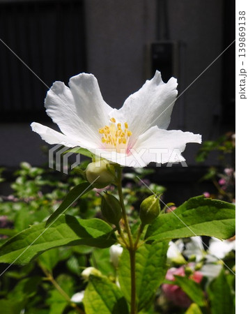 白いウツギの花_2 白いウツギの花_2 139869138