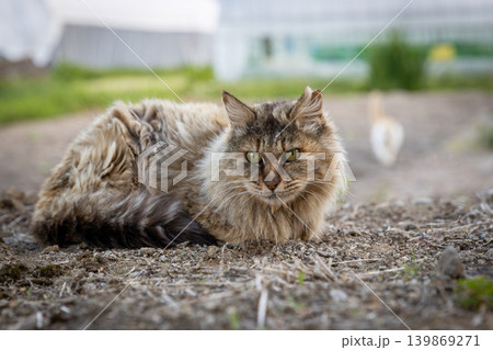 左耳先をカットされた手術済みのさくら猫 左耳先をカットされた手術済みのさくら猫 139869271