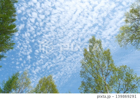 青空に細かな雲が広がり新緑の樹木が映る背景素材 青空に細かな雲が広がり新緑の樹木が映る背景素材 139869291