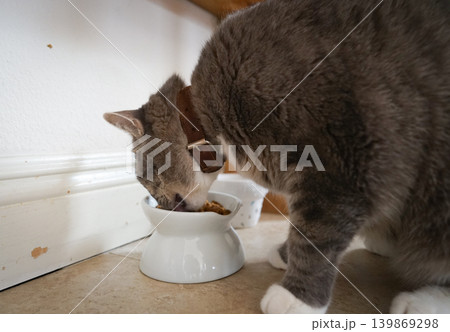 むしゃむしゃ食べる猫 139869298