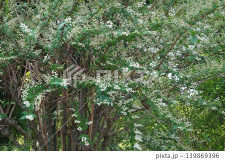 咲き始めたウツギの花・2026年5月 咲き始めたウツギの花・2026年5月 139869396
