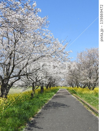 桜と菜の花に囲まれた一本道_2 139869472