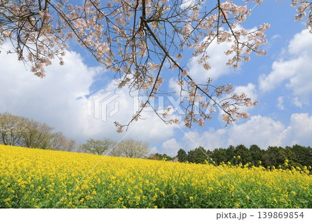 満開の桜の花に彩られた諫早の白木峰高原の菜の花畑 満開の桜の花に彩られた諫早の白木峰高原の菜の花畑 139869854