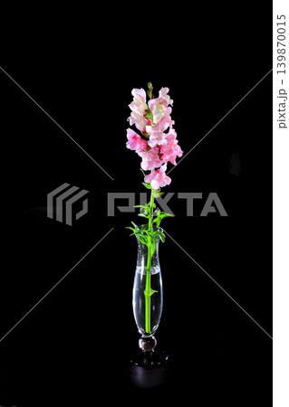 キンギョソウの一輪挿し 139870015
