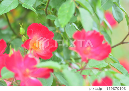 薔薇園で見た赤い薔薇 薔薇園で見た赤い薔薇 139870108
