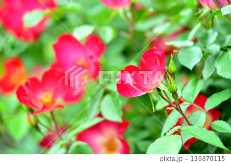 薔薇園で見た赤い薔薇 薔薇園で見た赤い薔薇 139870115
