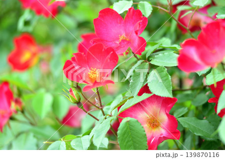 薔薇園で見た赤い薔薇 薔薇園で見た赤い薔薇 139870116