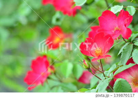 薔薇園で見た赤い薔薇 薔薇園で見た赤い薔薇 139870117