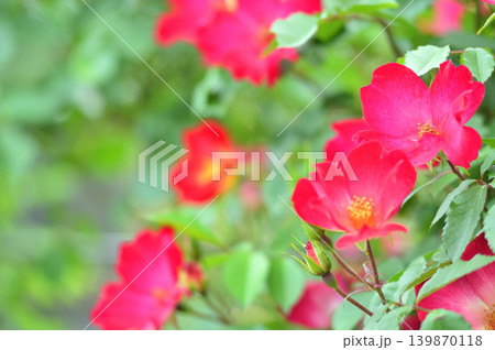 薔薇園で見た赤い薔薇 薔薇園で見た赤い薔薇 139870118