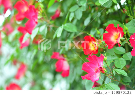 薔薇園で見た赤い薔薇 薔薇園で見た赤い薔薇 139870122