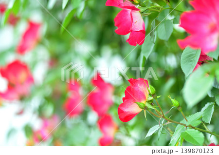 薔薇園で見た赤い薔薇 薔薇園で見た赤い薔薇 139870123
