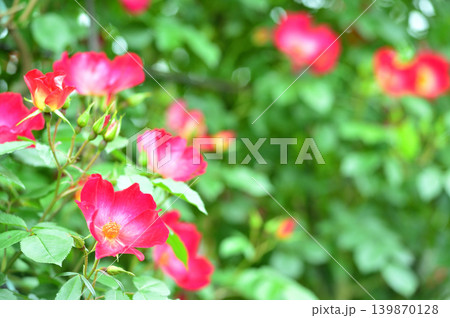 薔薇園で見た赤い薔薇 薔薇園で見た赤い薔薇 139870128