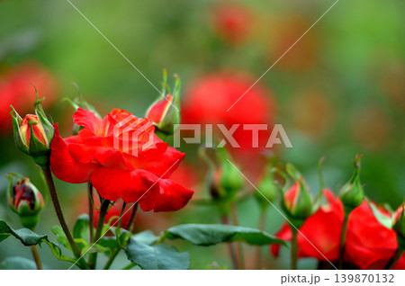 薔薇園で見た赤い薔薇 139870132