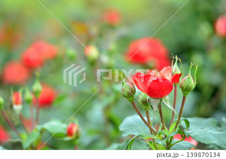 薔薇園で見た赤い薔薇 薔薇園で見た赤い薔薇 139870134