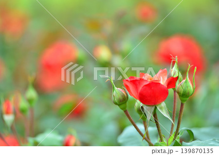 薔薇園で見た赤い薔薇 薔薇園で見た赤い薔薇 139870135