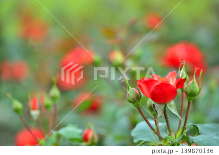 薔薇園で見た赤い薔薇 139870136