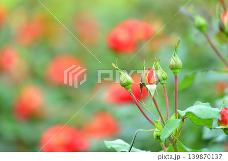 薔薇園で見た赤い薔薇 薔薇園で見た赤い薔薇 139870137