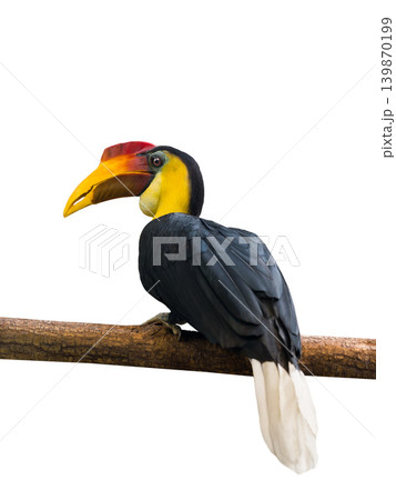 wrinkled hornbill isolated on white background 139870199
