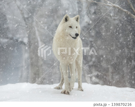 polar wolf standing against the background of a forest during a snowfall polar wolf standing against the background of a forest during a snowfall 139870216