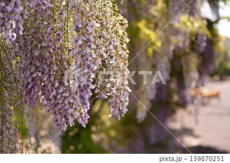 藤の花 139870251