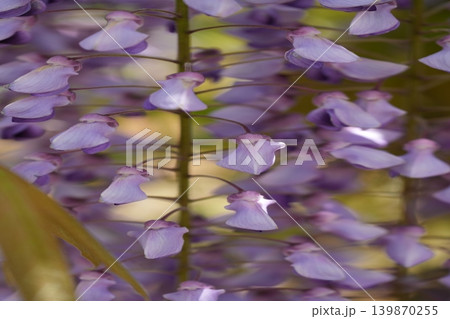 藤の花 139870255