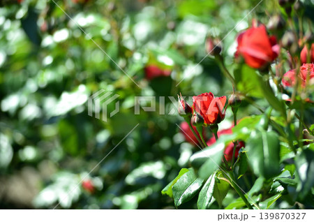 薔薇園で見た赤い薔薇 薔薇園で見た赤い薔薇 139870327